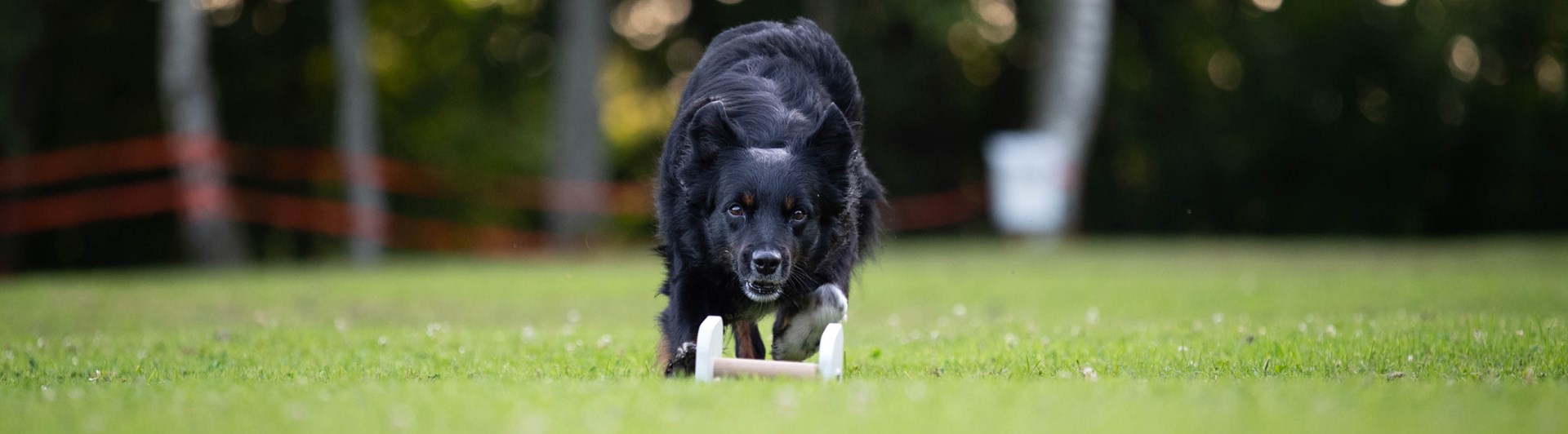 En aussie som är på väg att gripa en vit apportbock