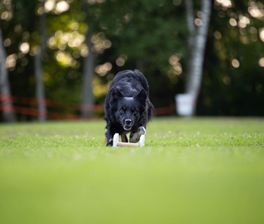 En aussie som är på väg att gripa en vit apportbock