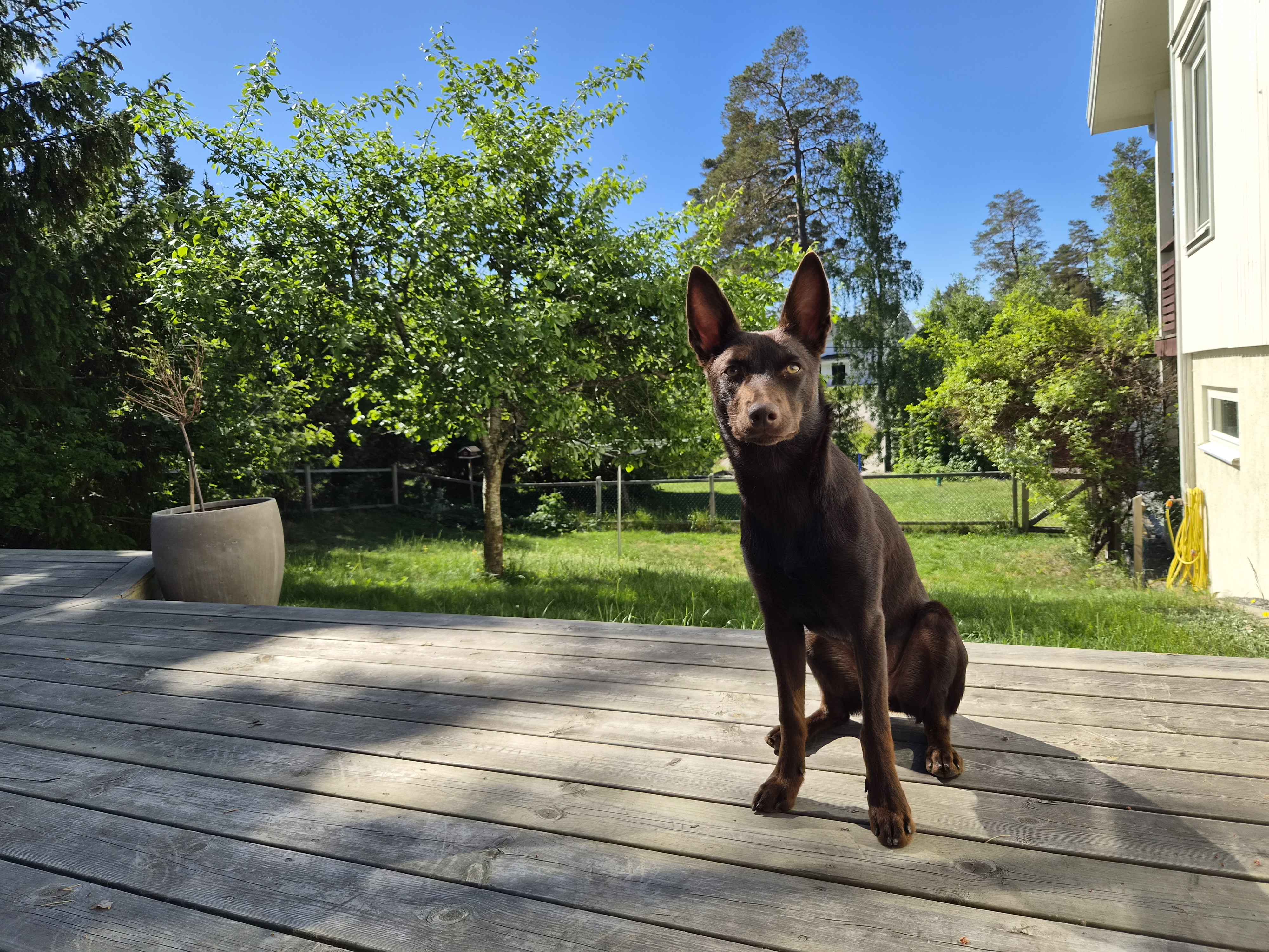 Kelpie Lovis sittande på trädäck