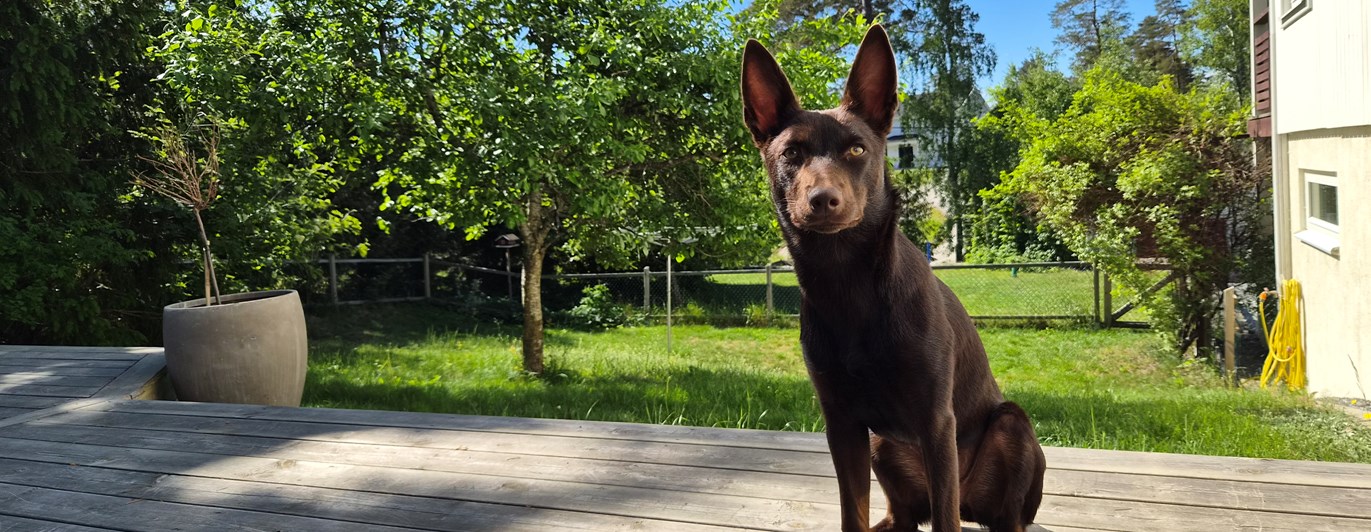 Kelpie Lovis sittande på trädäck
