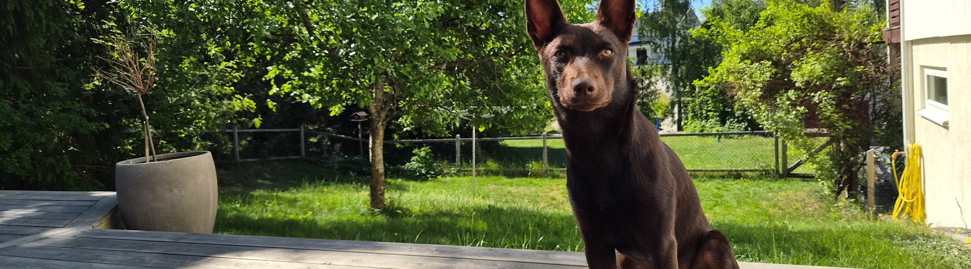 Kelpie Lovis sittande på trädäck