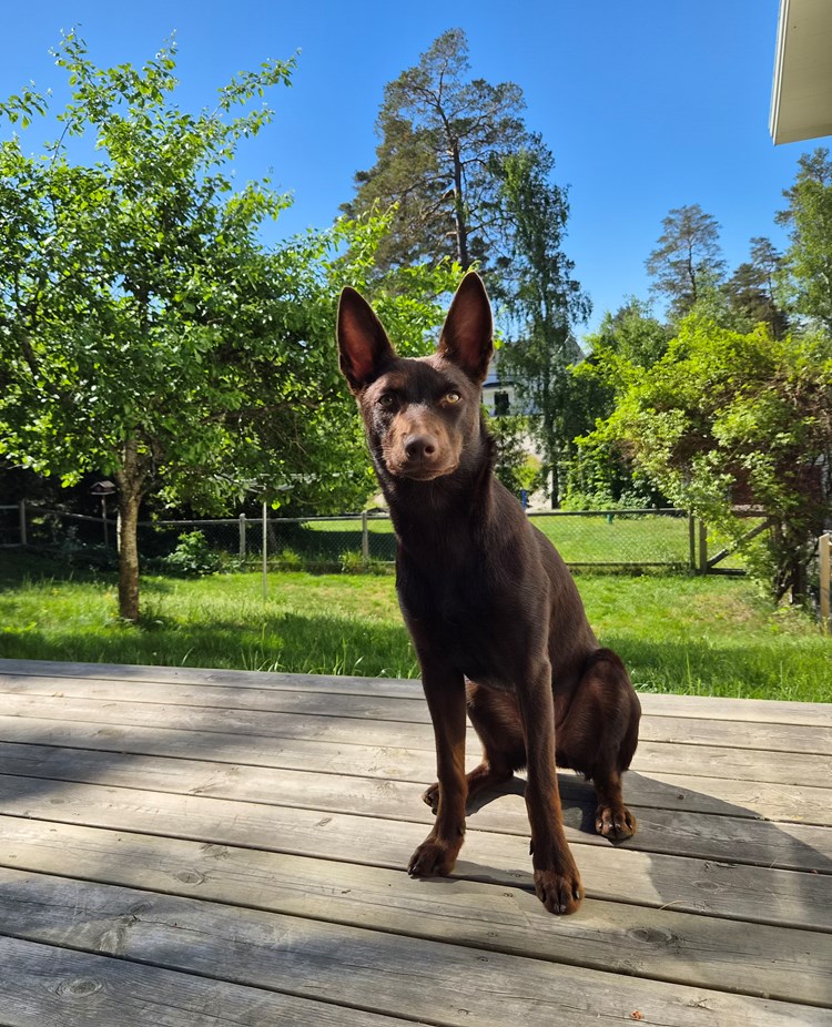 Kelpie Lovis sittande på trädäck