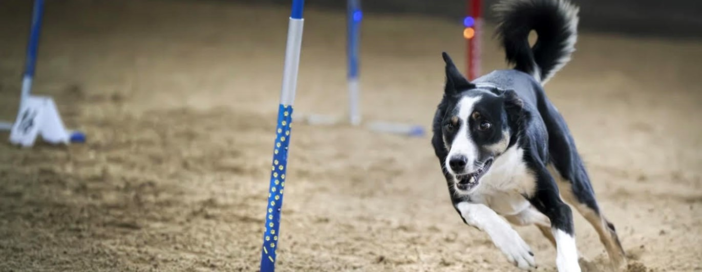 Bild på hund på hoopersbana