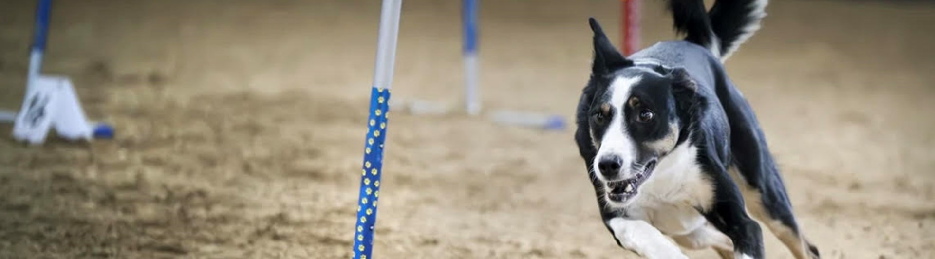 Bild på hund på hoopersbana