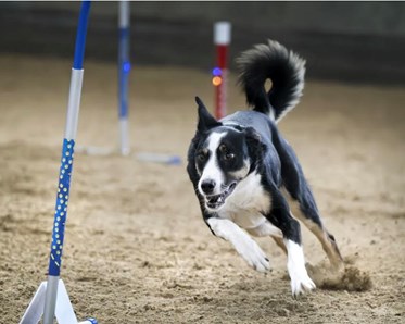 Bild på hund på hoopersbana
