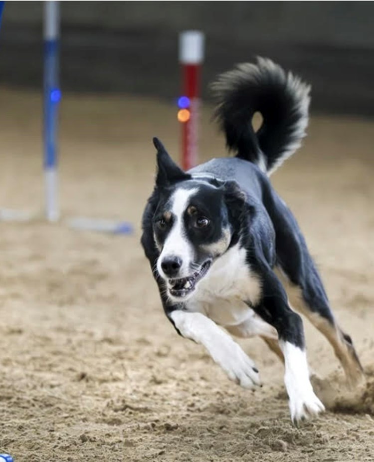 Bild på hund på hoopersbana