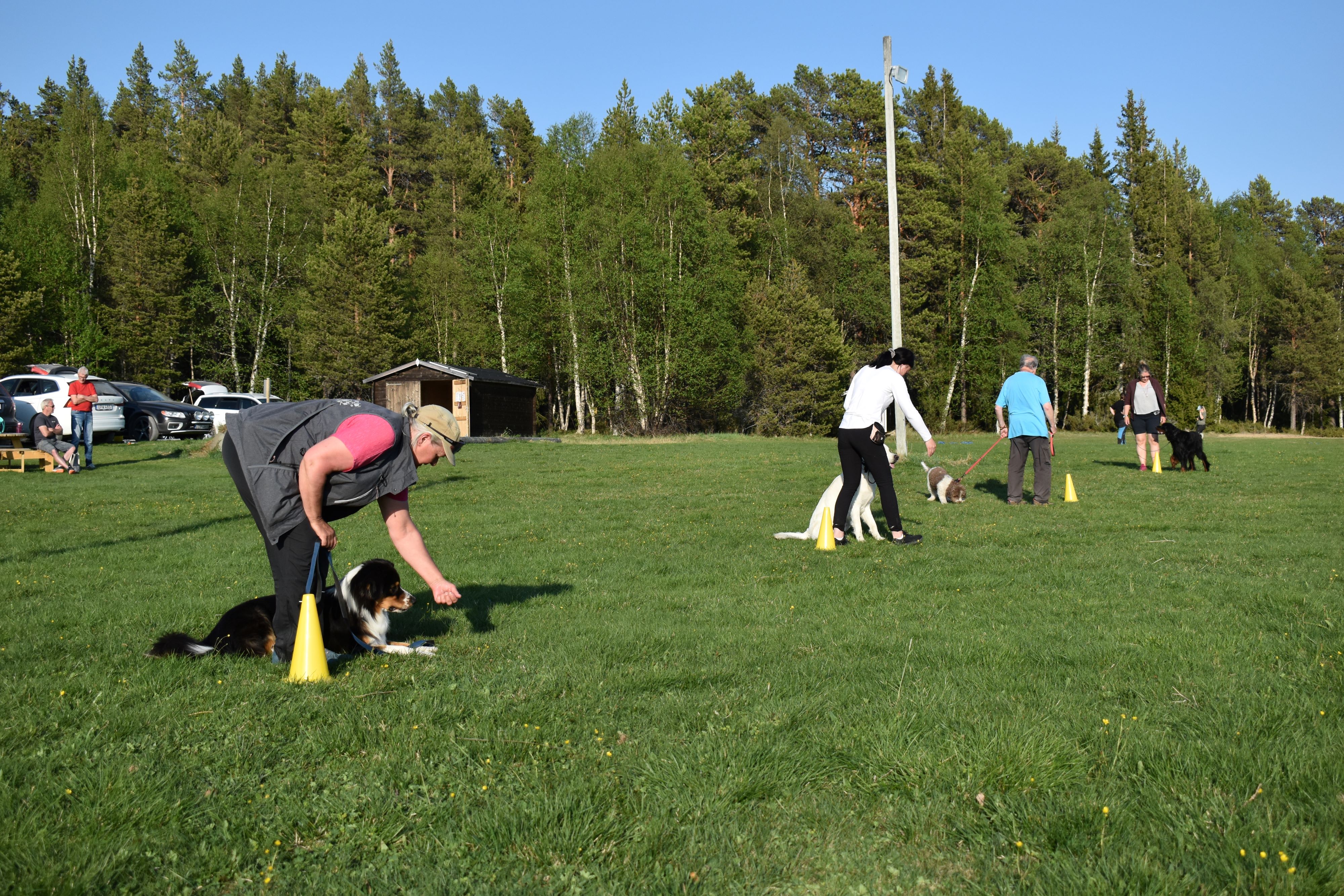 Allmänlydnadskurs på Hundholmen