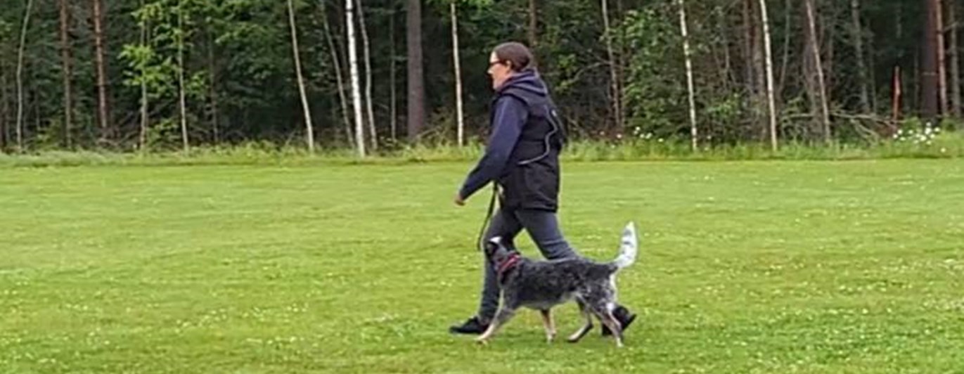 Fotgående med Cattle Dog