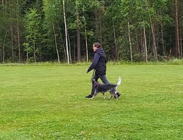 Fotgående med Cattle Dog