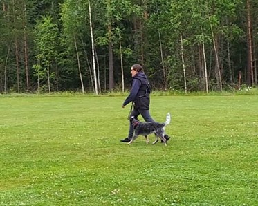 Fotgående med Cattle Dog