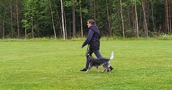Fotgående med Cattle Dog