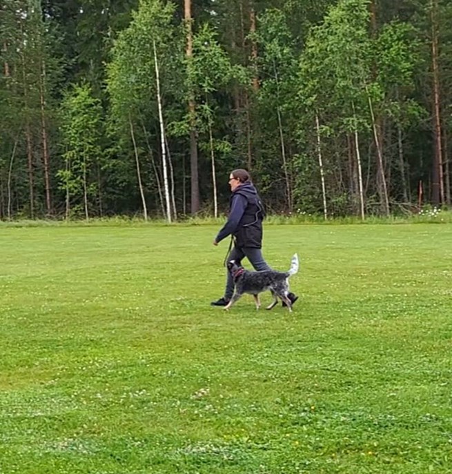 Fotgående med Cattle Dog