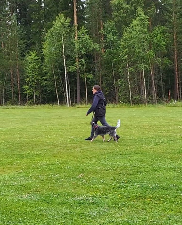 Fotgående med Cattle Dog