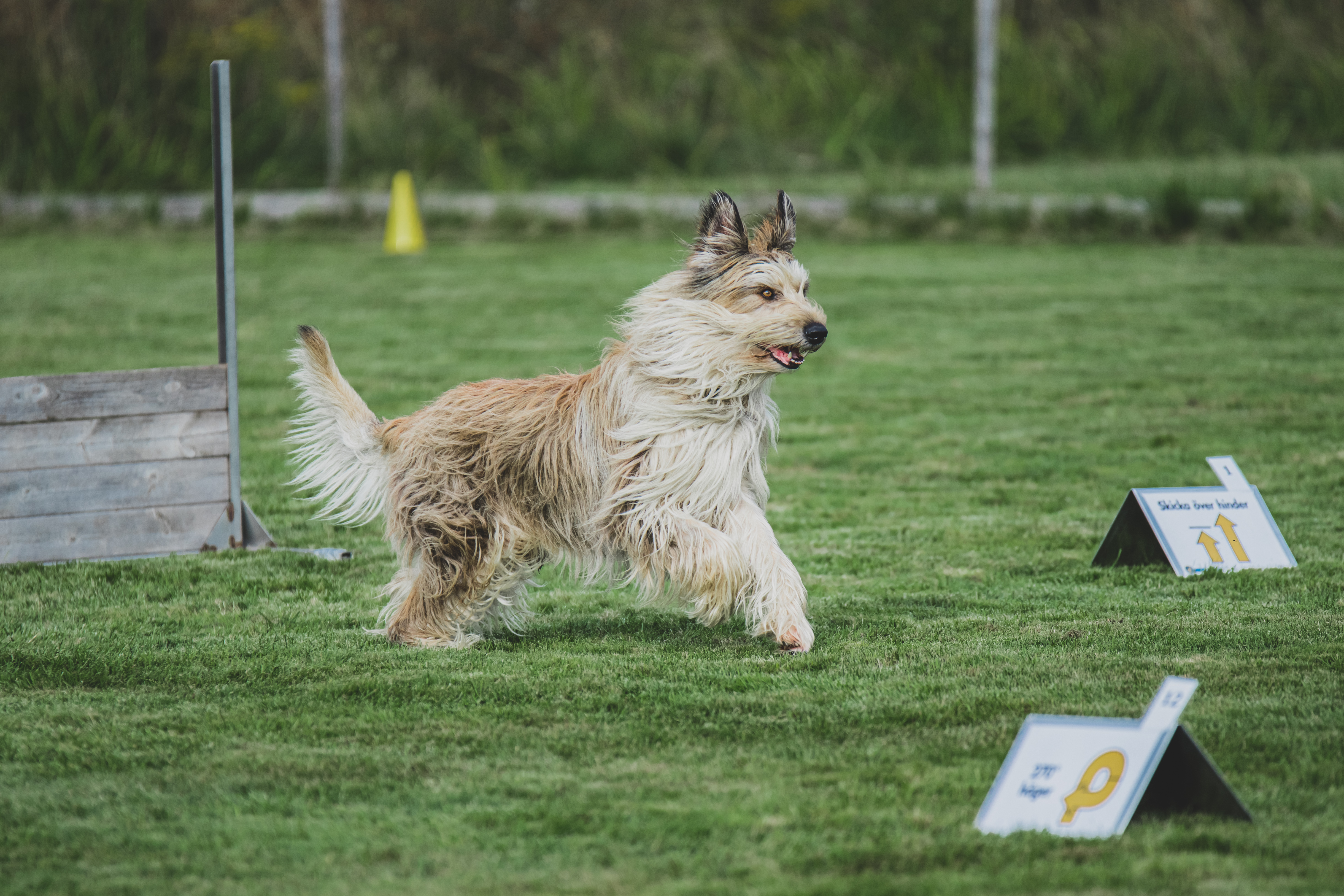 Berger Picard som tävlar rallylydnad.