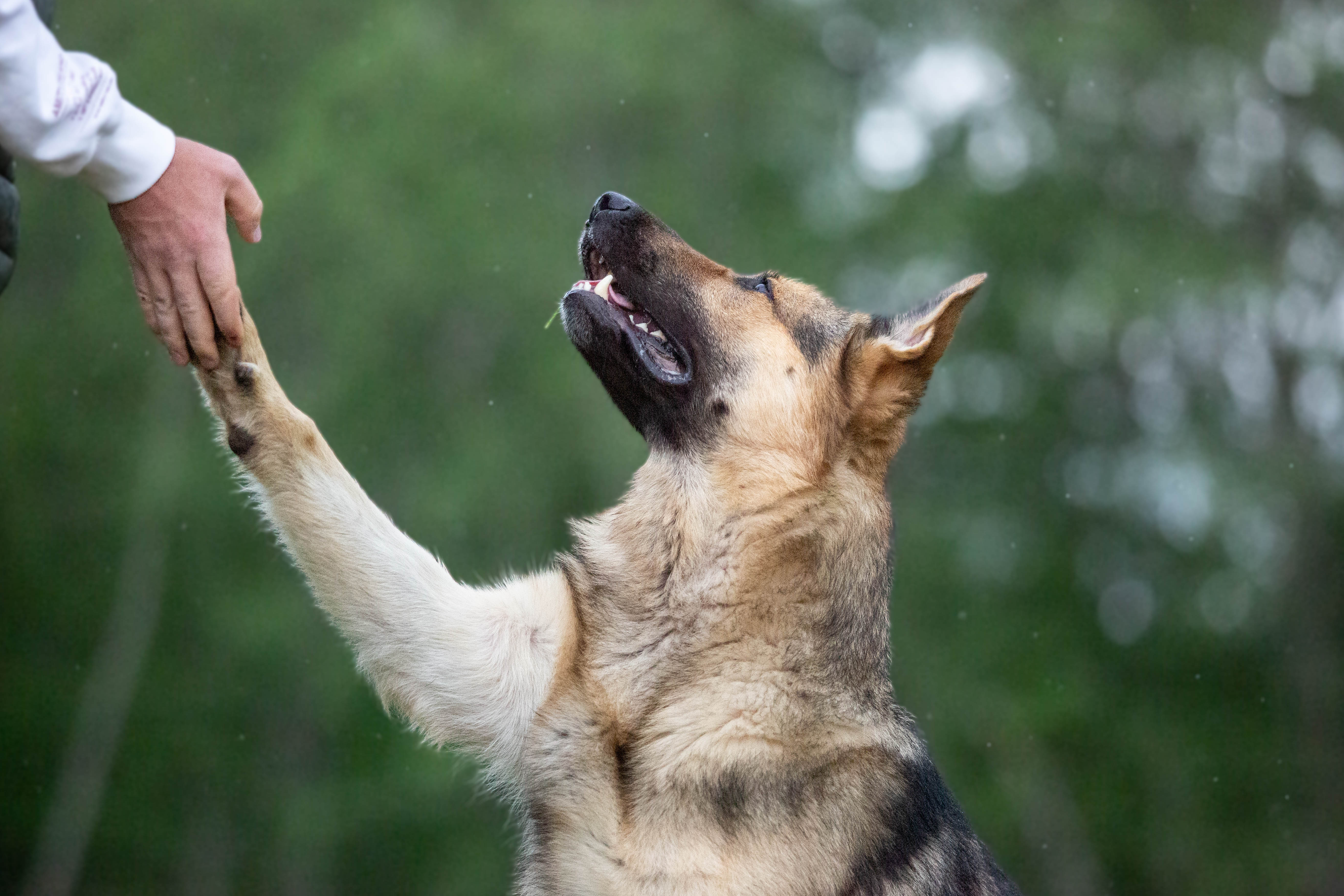 Nilo

Bild: Alva Högkvist