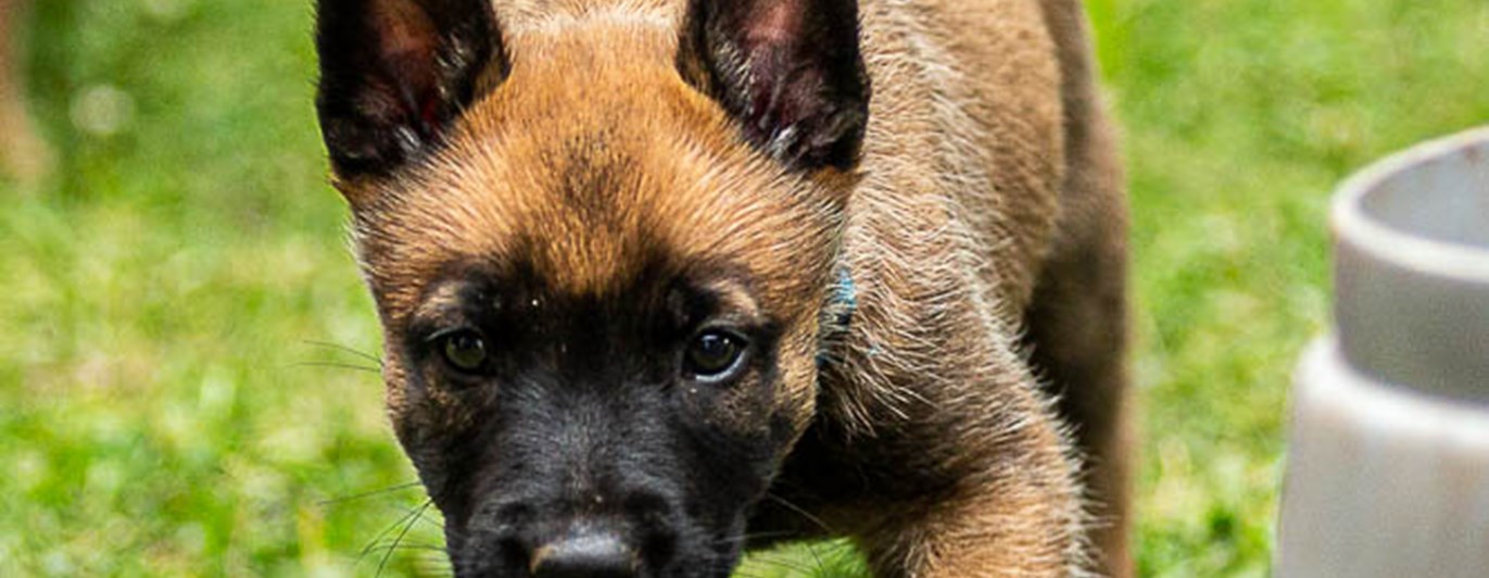 Malinoisvalp smyger 6 v gammal