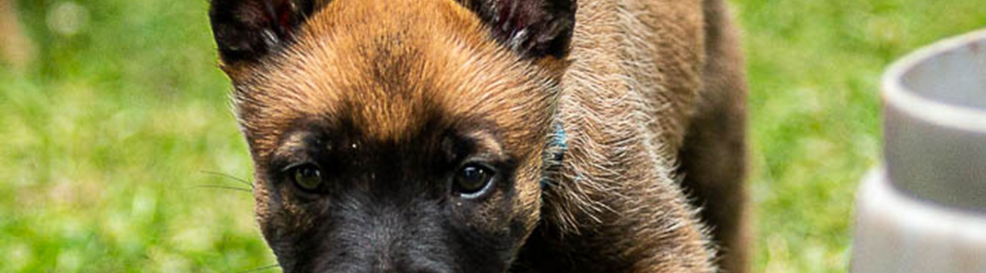 Malinoisvalp smyger 6 v gammal