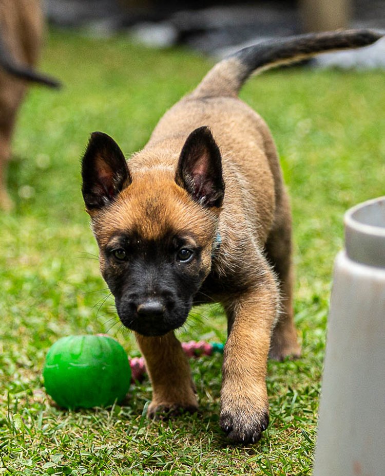 Malinoisvalp smyger 6 v gammal