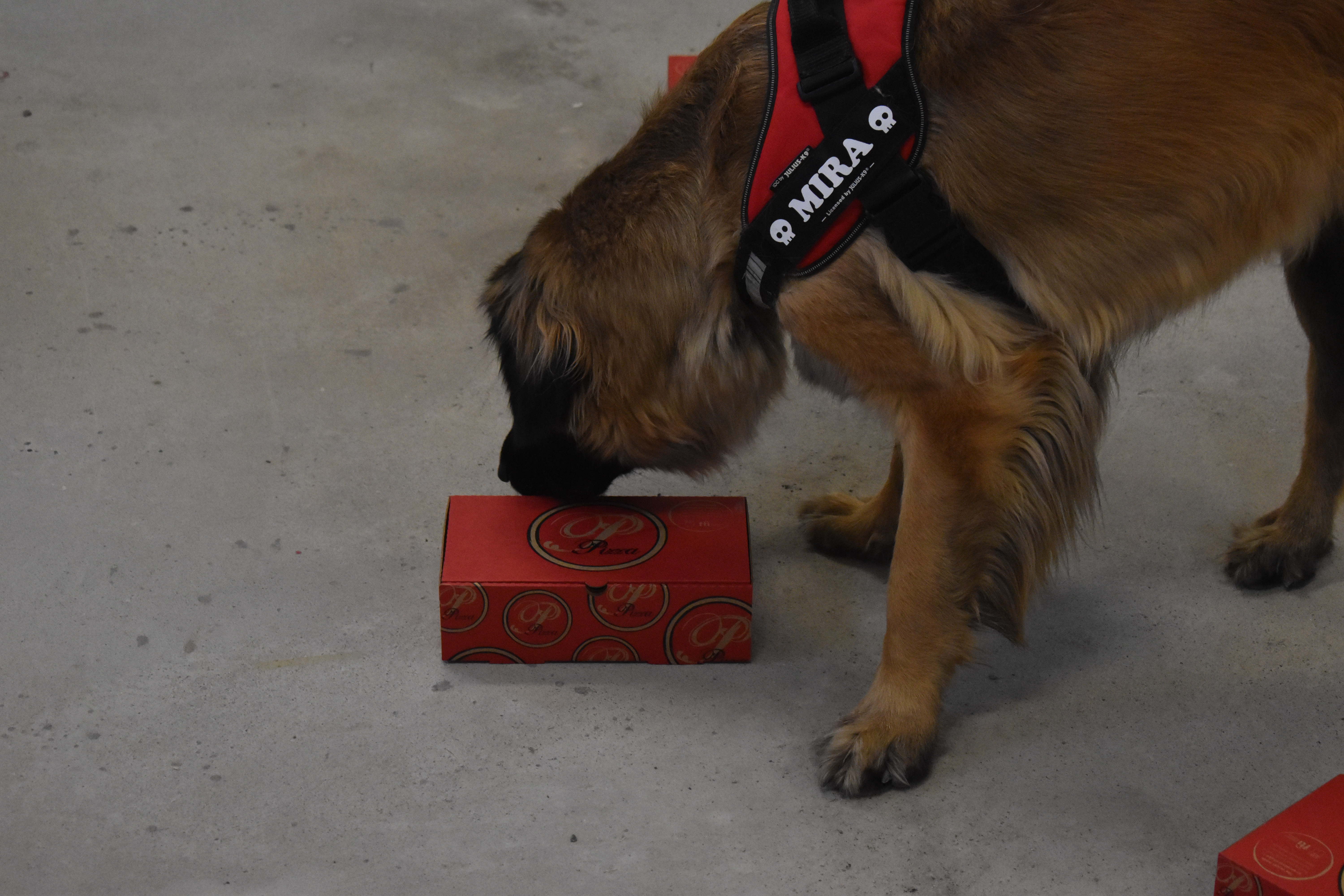 Leonbergern Mira nosar på en pizzakartong som innehåller doft av eukalyptus.