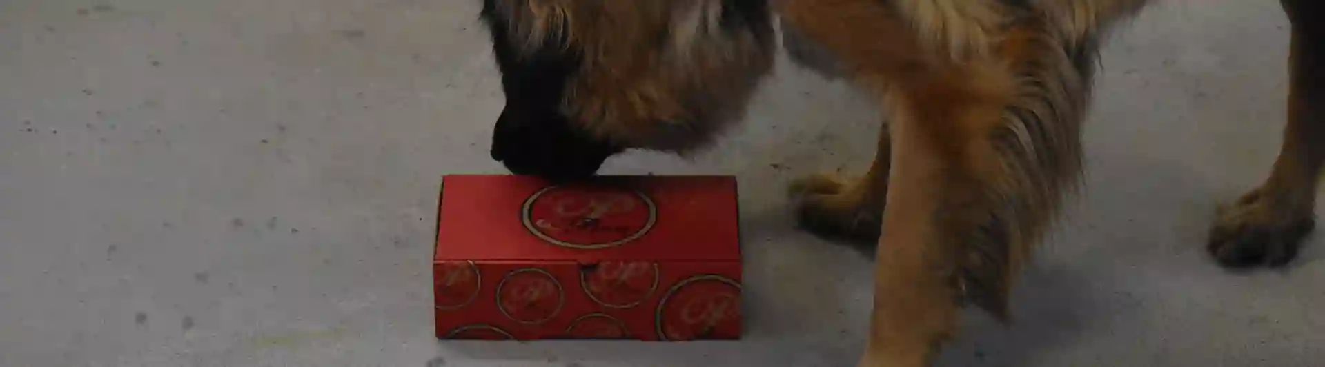 Leonbergern Mira nosar på en pizzakartong som innehåller doft av eukalyptus.