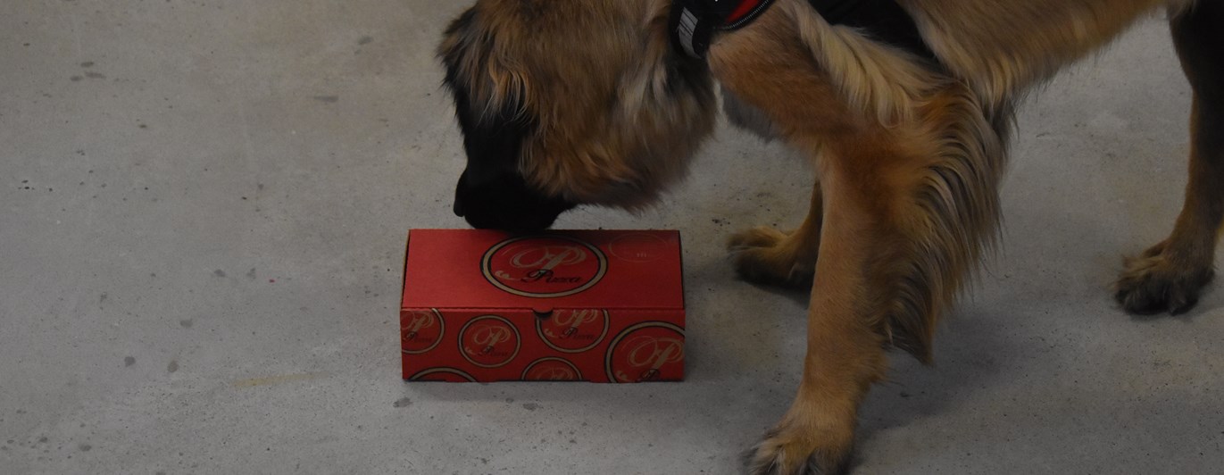Leonbergern Mira nosar på en pizzakartong som innehåller doft av eukalyptus.