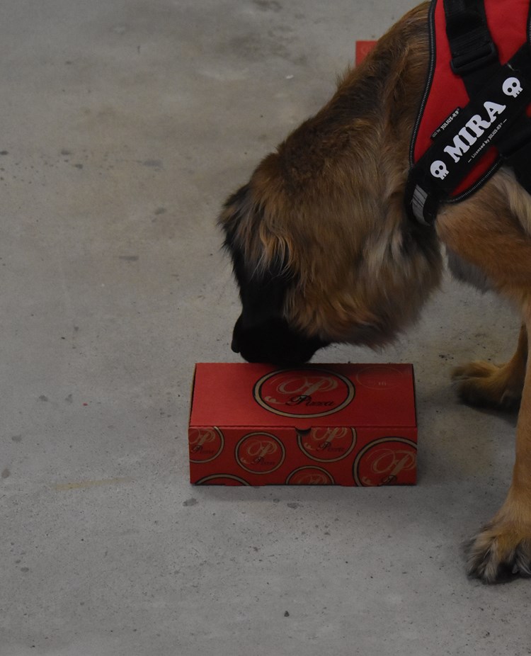 Leonbergern Mira nosar på en pizzakartong som innehåller doft av eukalyptus.