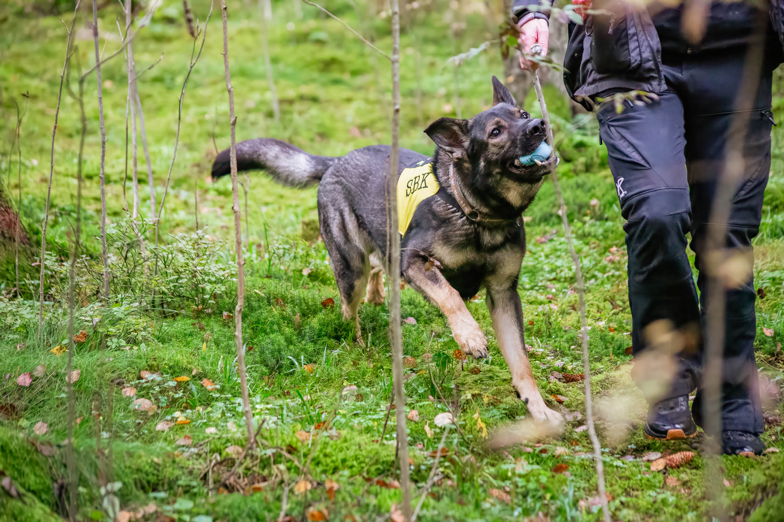 Sökhund blir belönad 
