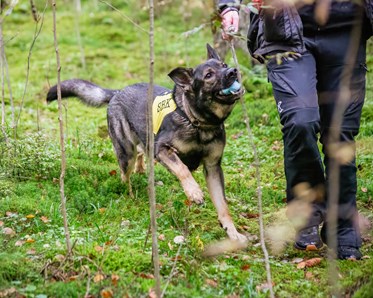 Sökhund blir belönad