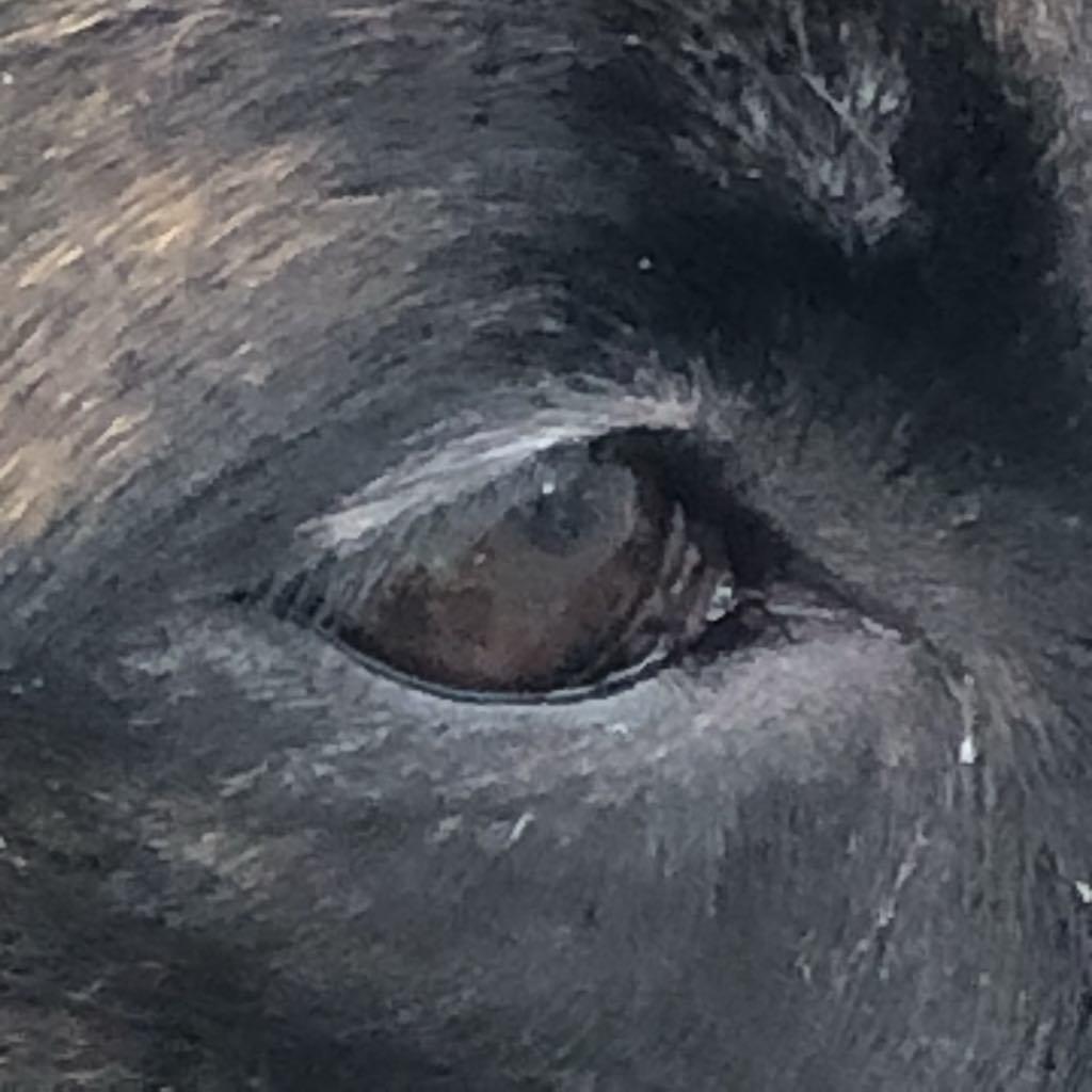 En bild på ett hundöga