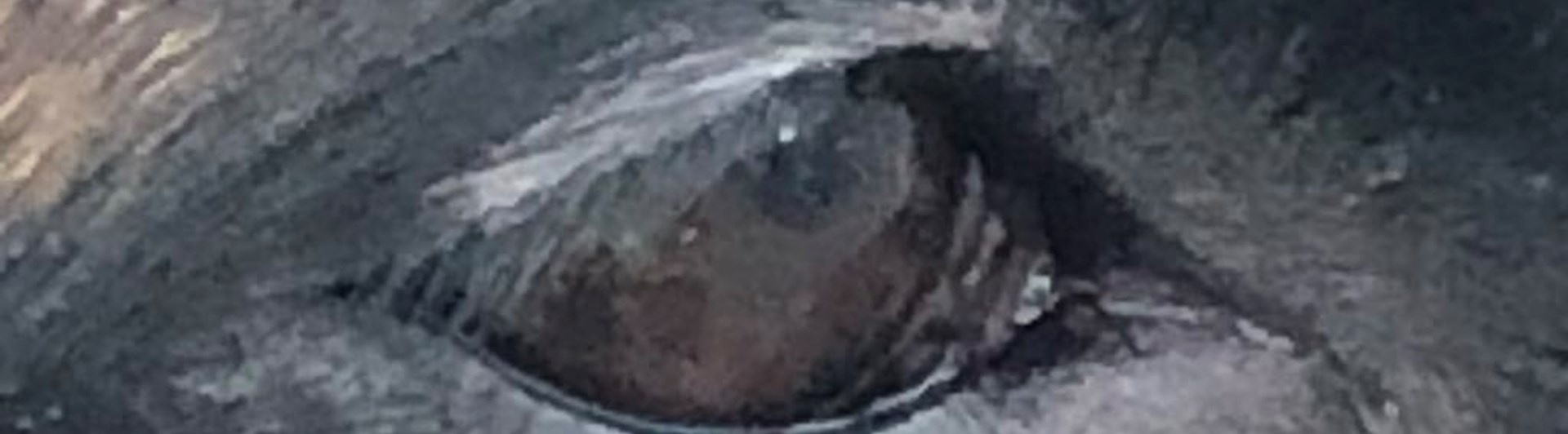 En bild på ett hundöga