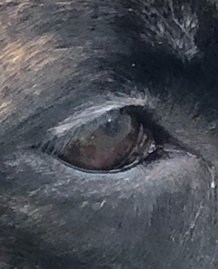 En bild på ett hundöga