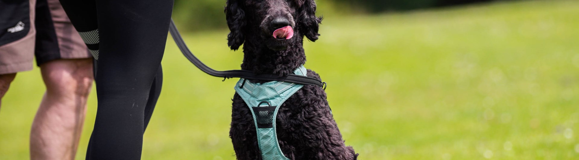 Hund som slickar sig runt munnen