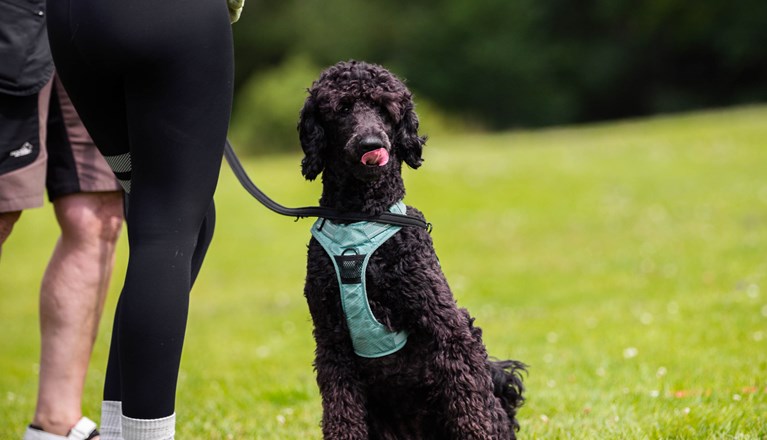 Hund som slickar sig runt munnen