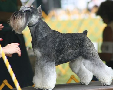 Schnauzer på utställningsbord