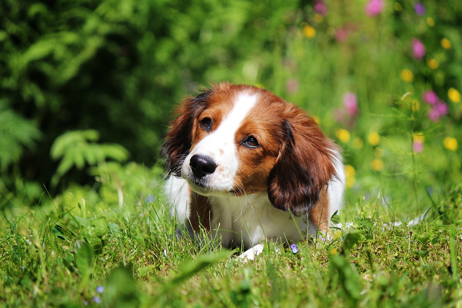Hundvalp på sommaräng