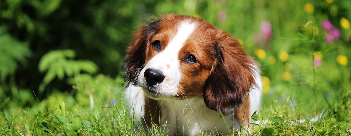 Hundvalp på sommaräng