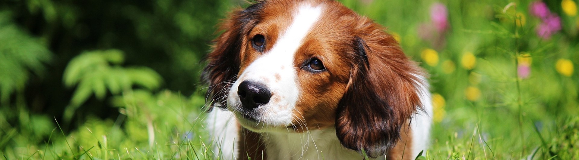 Hundvalp på sommaräng