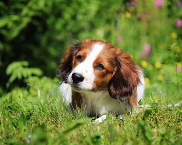 Hundvalp på sommaräng