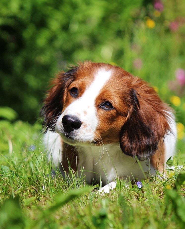 Hundvalp på sommaräng