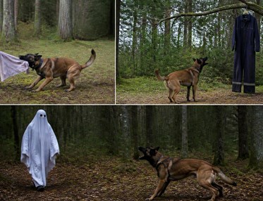 Hund som kampar med en trasa, en hund som går vid overall som hänger från ett träd och en hund som skäller mot person utklädd till spöke som går emot hunden
