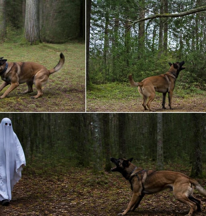Hund som kampar med en trasa, en hund som går vid overall som hänger från ett träd och en hund som skäller mot person utklädd till spöke som går emot hunden