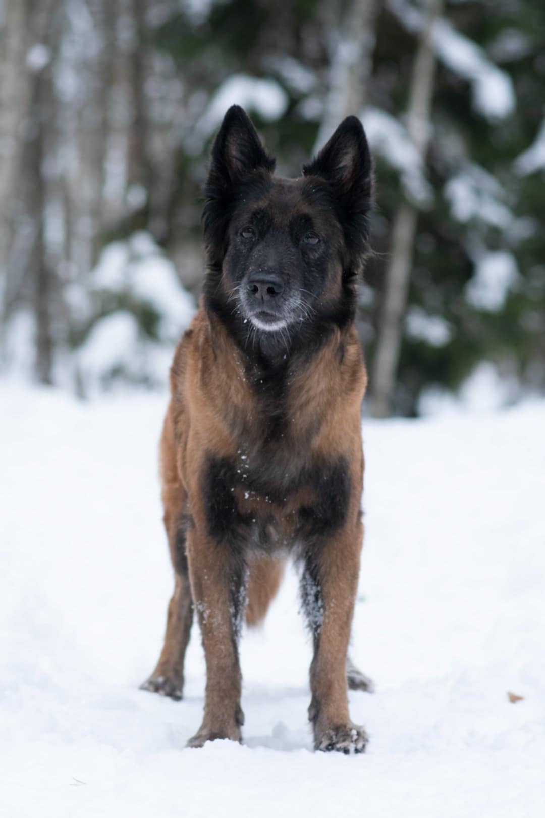 Brun svart hund som står i snön och tittar in i kameran