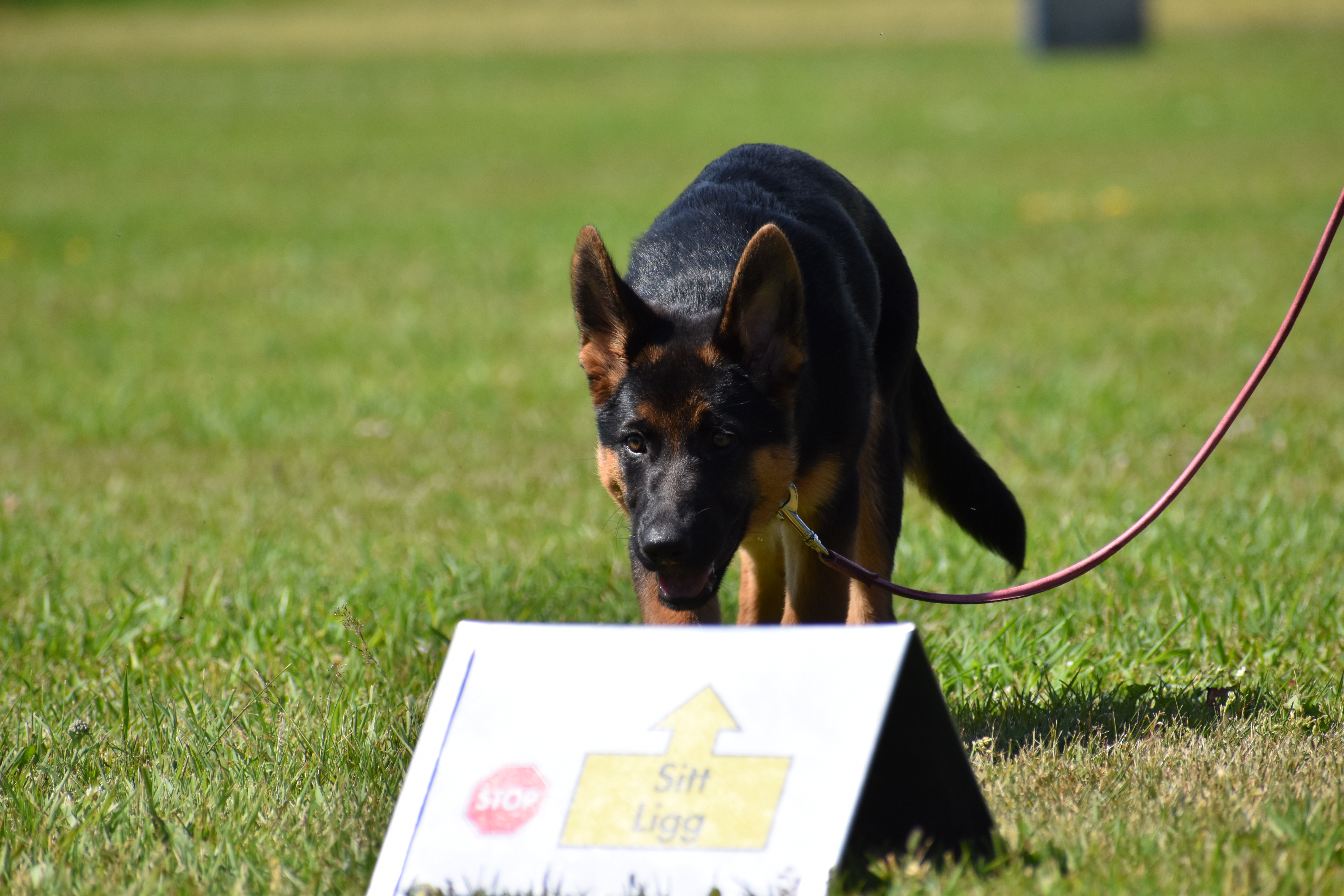 Schäfervalp med rallyskylt