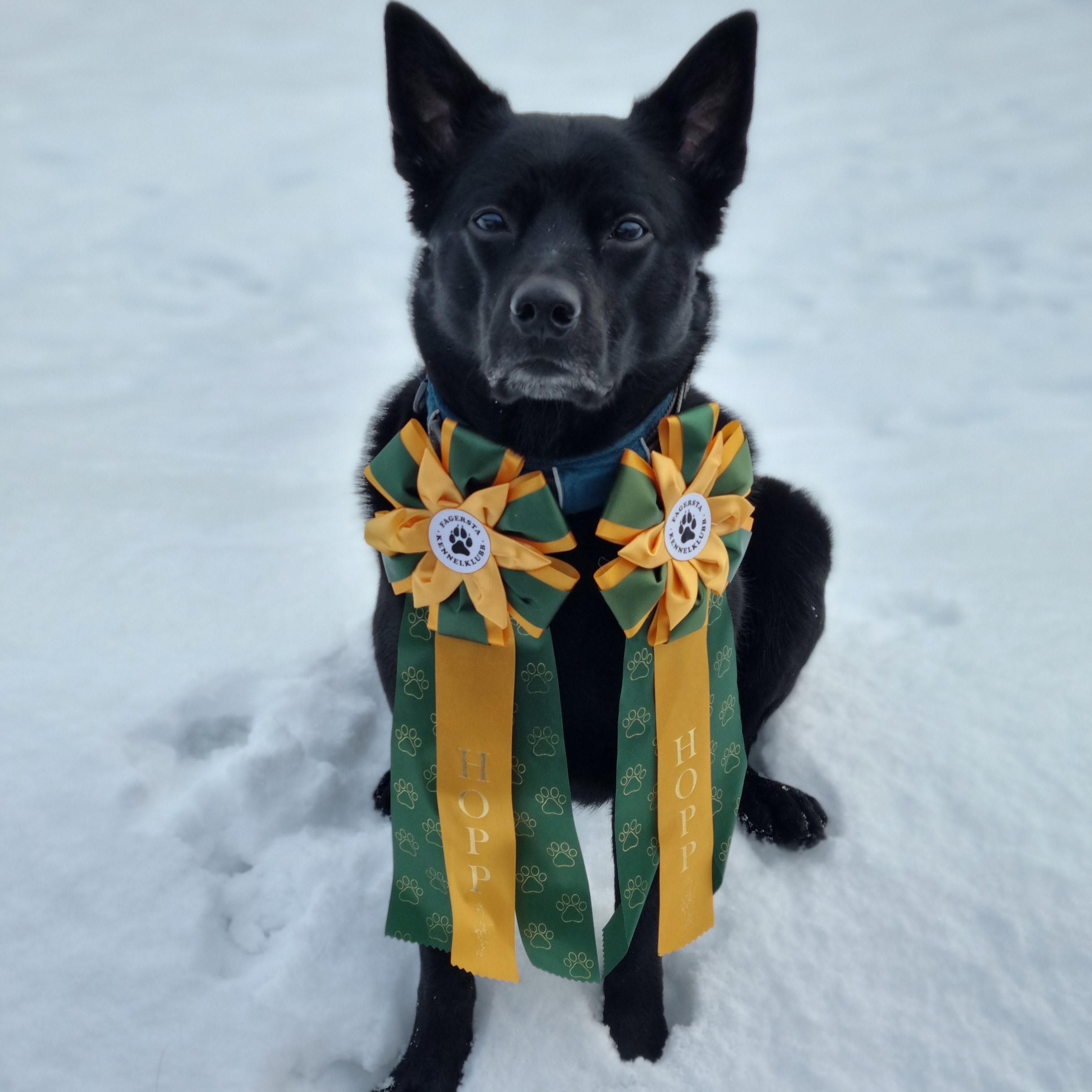 Max - Agility 2024-02-18