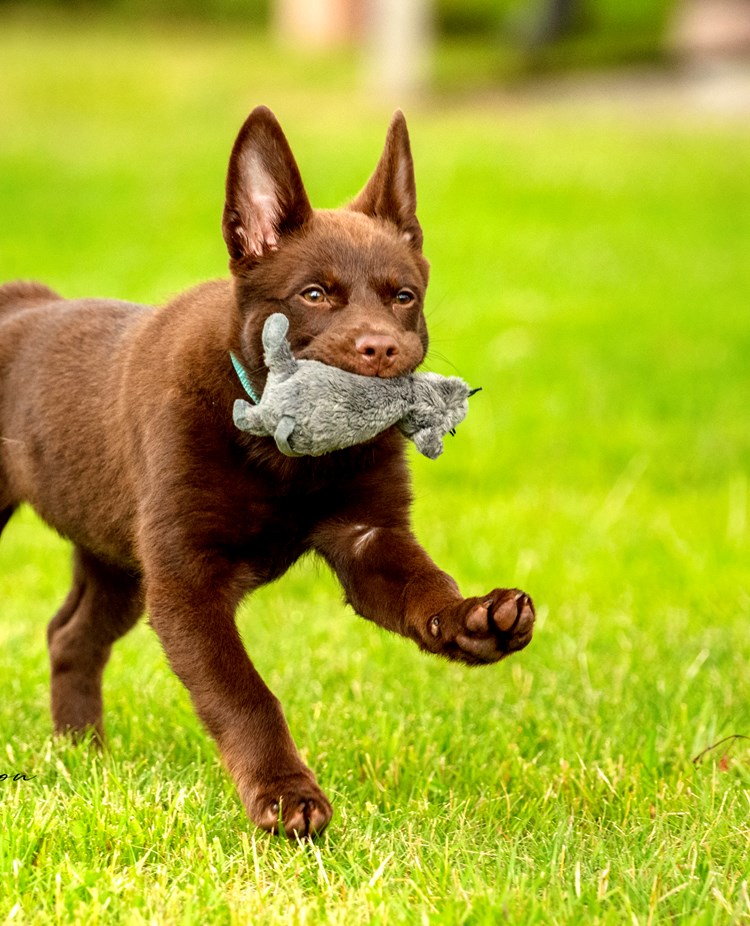 Hund av rasen Kelpie med leksak i munnen