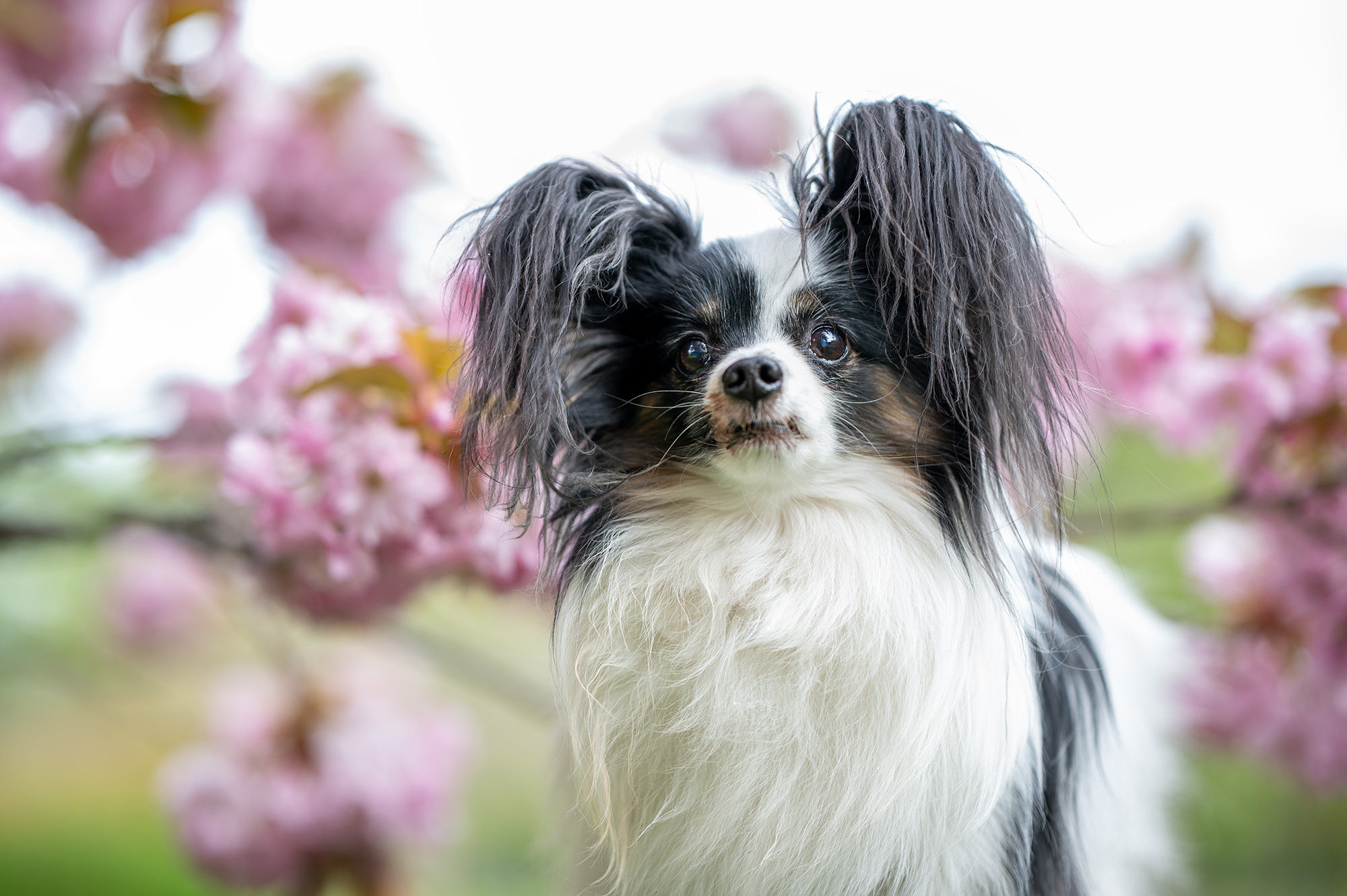Papillon och körsbärsträd