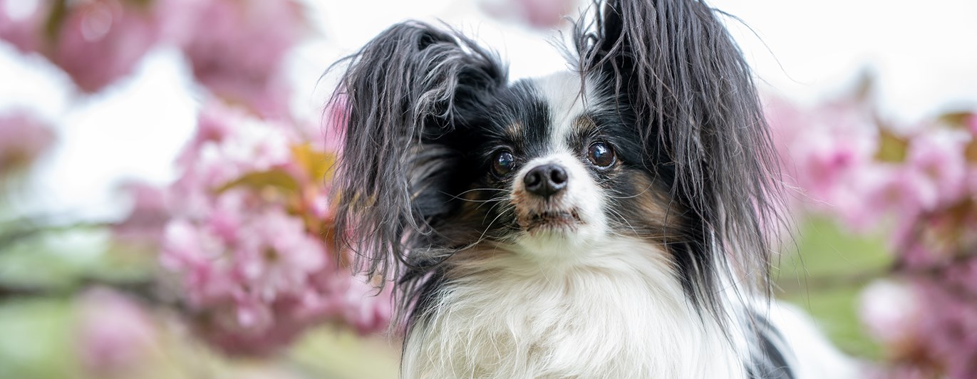 Papillon och körsbärsträd