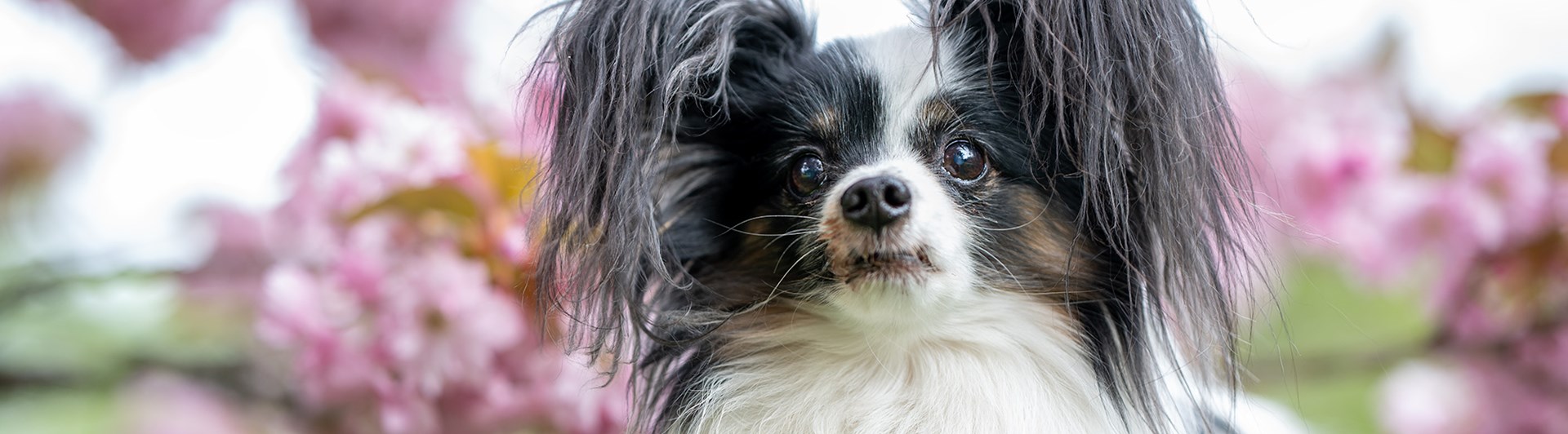 Papillon och körsbärsträd