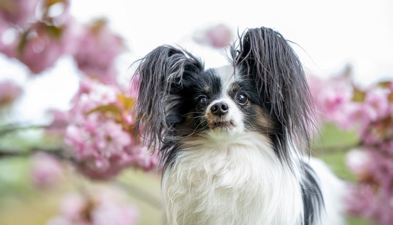 Papillon och körsbärsträd
