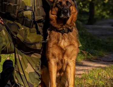 Hund och soldat